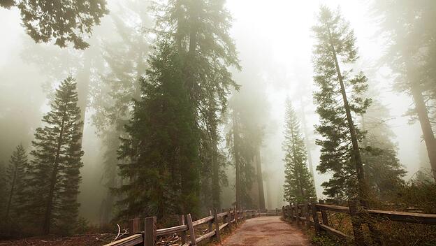 Sequoia National Park in den USA