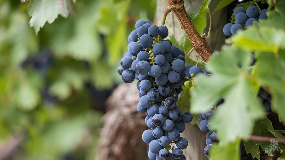 Was ist, wenn der Weinberg nur noch saure Trauben hervorbringt?