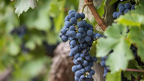 Was ist, wenn der Weinberg nur noch saure Trauben hervorbringt?