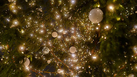 Weihnachtsbaum auf dem Pariser Platz