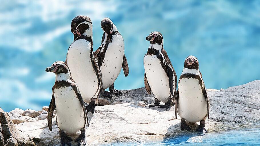 group of funny penguins