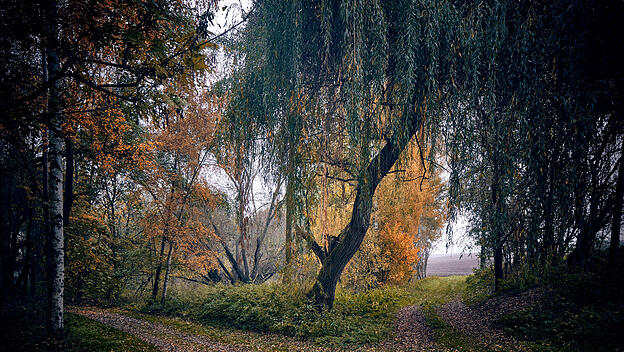 Wald