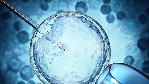 Wissenschaftler wollen erstmals ein vollständiges Embryomodell geschaffen haben