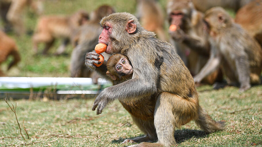 Makake frisst im Tropischen Wildtierpark von Hainan eine Frucht