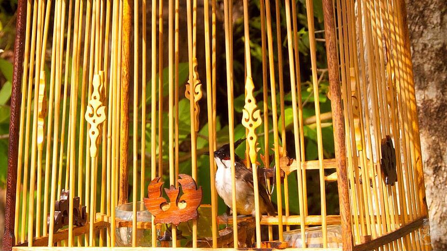 Ein Vogel im Käfig