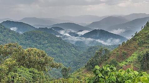 Tropischer Regenwald hinten Hügellandschaft mit Nebelschwaden Bwindi Impenetrable Nationalpark Ug