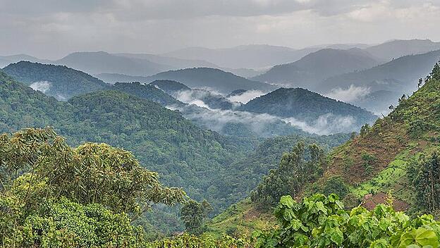 Tropischer Regenwald hinten Hügellandschaft mit Nebelschwaden Bwindi Impenetrable Nationalpark Ug