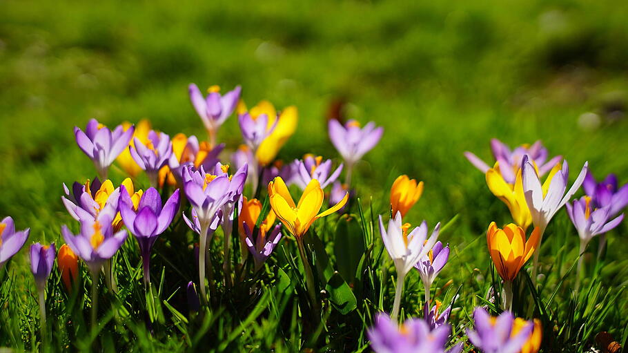 Blühende Krokusse