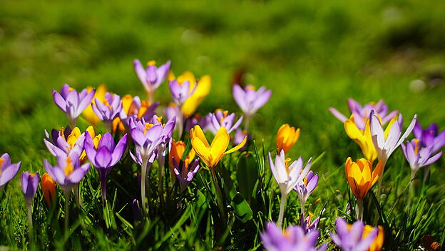 yellow and purple crocuses growing on the ground in early spring. , 25812158.jpg, flower, background, floral, tree, patt