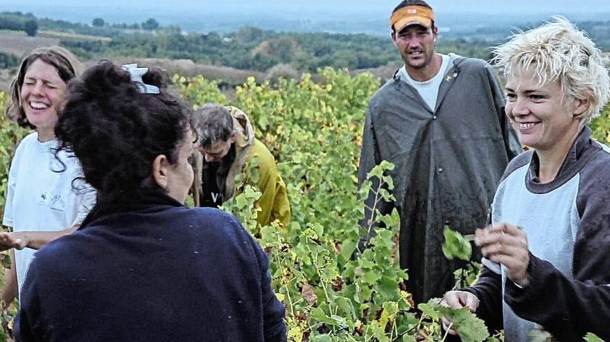 Erntehelfer bei der Weinlese in der Weinregion Galliac