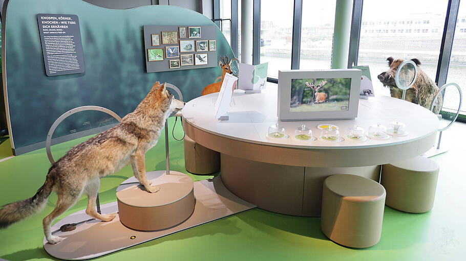 Die Eröffnung der Botschaft der Wildtiere in der Hafencity, Hamburg am 30.8.2024