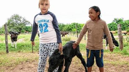 Mennoniten in Paraguay: Sozialstaat und Klimaanlage für Kühe