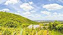 Die Weingärten am Kahlenberg sind für Weißburgunder und Chardonnay bekannt