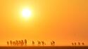 Kamele im Sonnenaufgang