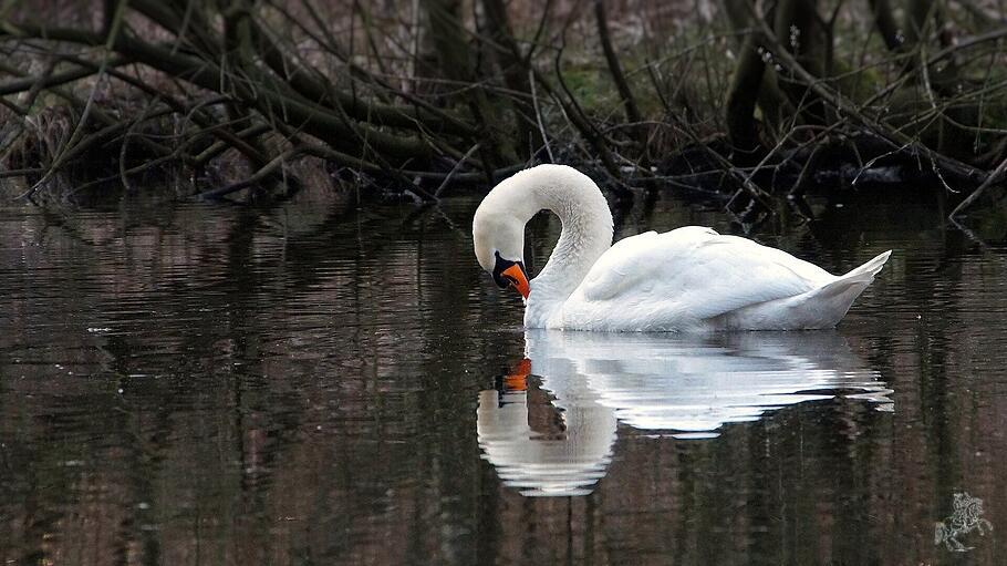 Ein Schwan spiegelt sich auf dem Wasser
