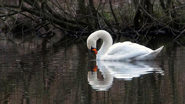 Ein Schwan spiegelt sich auf dem Wasser