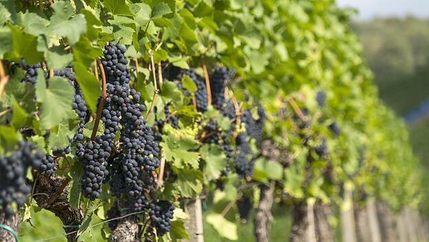 Weinberg in Sasbachwalden