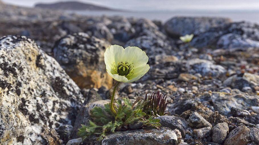 Spitzbergenmohn