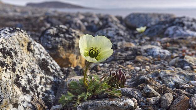 Spitzbergenmohn