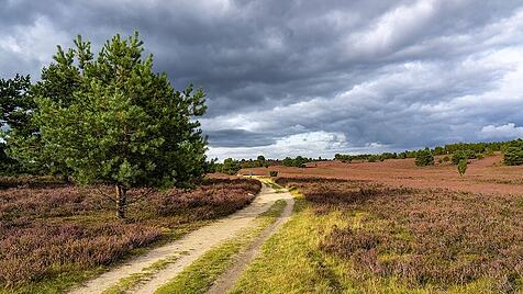 Blühende Heide, Besenheide und Wacholderbüsche, beim Wilseder Berg, im Naturschutzgebiet Lüneburger Heide, Niedersachsen
