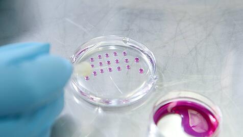 Babies aus dem Labor