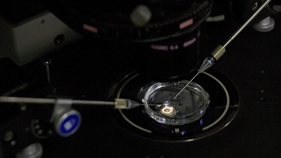 Embryo erhält eine kleine Dosis Cas9-Protein und PCSK9 sgRNA in einem Spermieninjektionsmikroskop