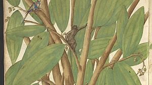 Der Zimtbaum mit kleinem Äffchen aus dem Öllinger Pflanzenbuch von 1553.