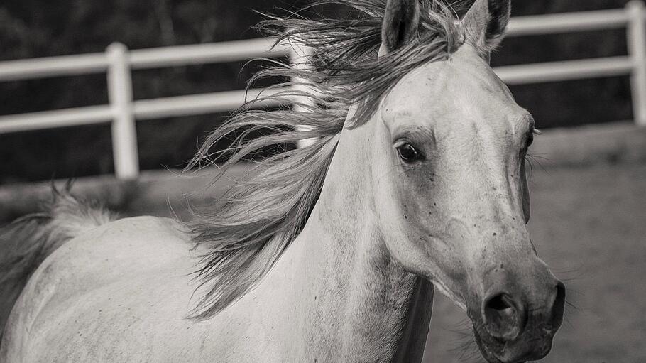 Pferd