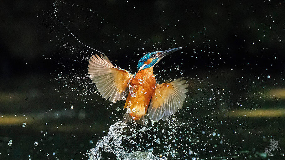 Der Eisvogel zählt zu den seltensten Vogelarten unserer Heimat
