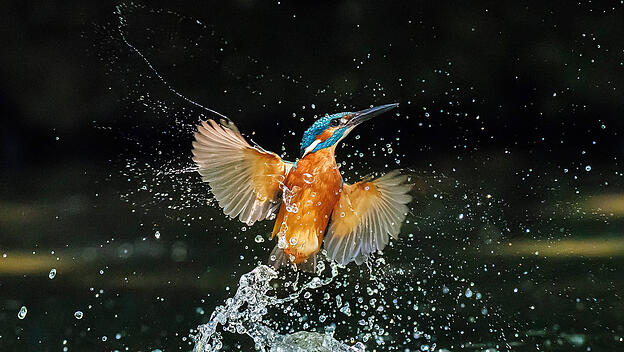 Der Eisvogel zählt zu den seltensten Vogelarten unserer Heimat