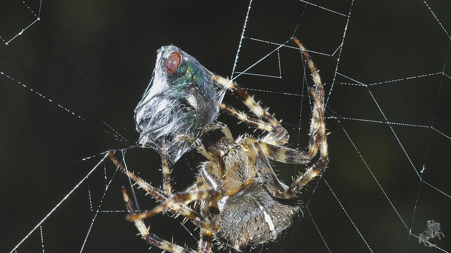 Fliege im Spinnennetz