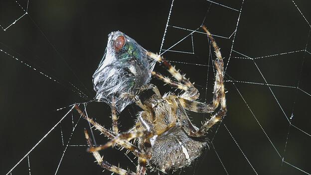Fliege im Spinnennetz