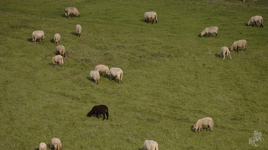 Schafherde mit einem schwarzen Schaf