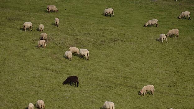 Schafherde mit einem schwarzen Schaf