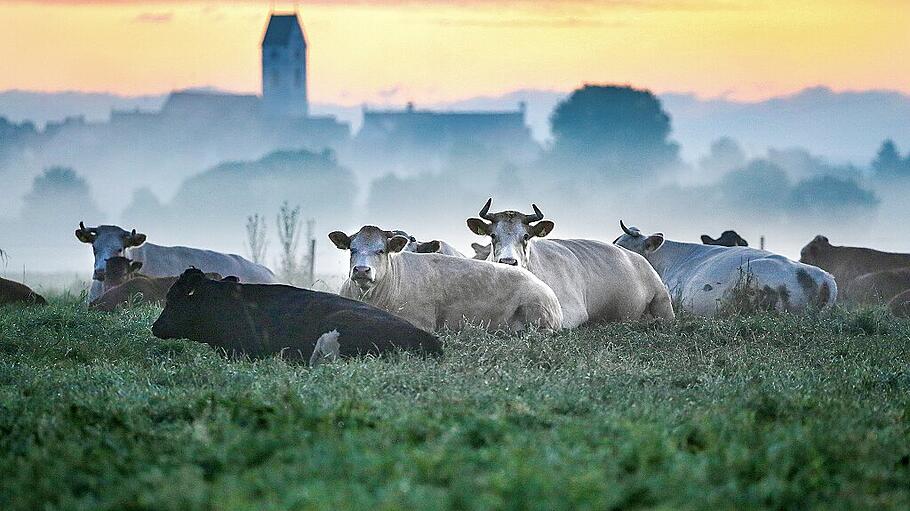 Kühe im Morgenrot