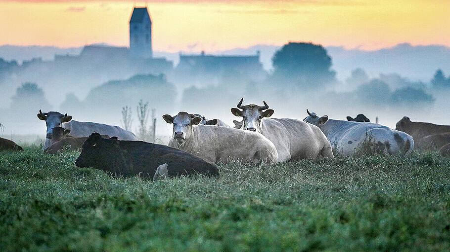 Kühe im Morgenrot