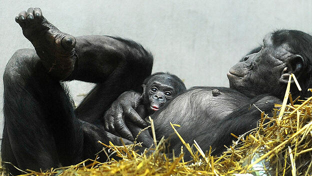 Bonobo-Jungtier im Wuppertaler Zoo
