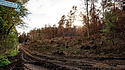 Waldband Hürtgenwald