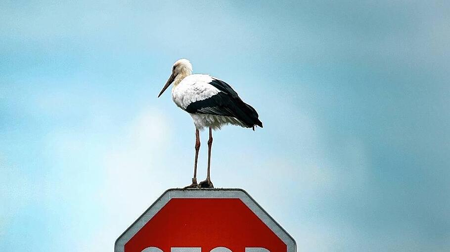 Storch auf Stop-Schild