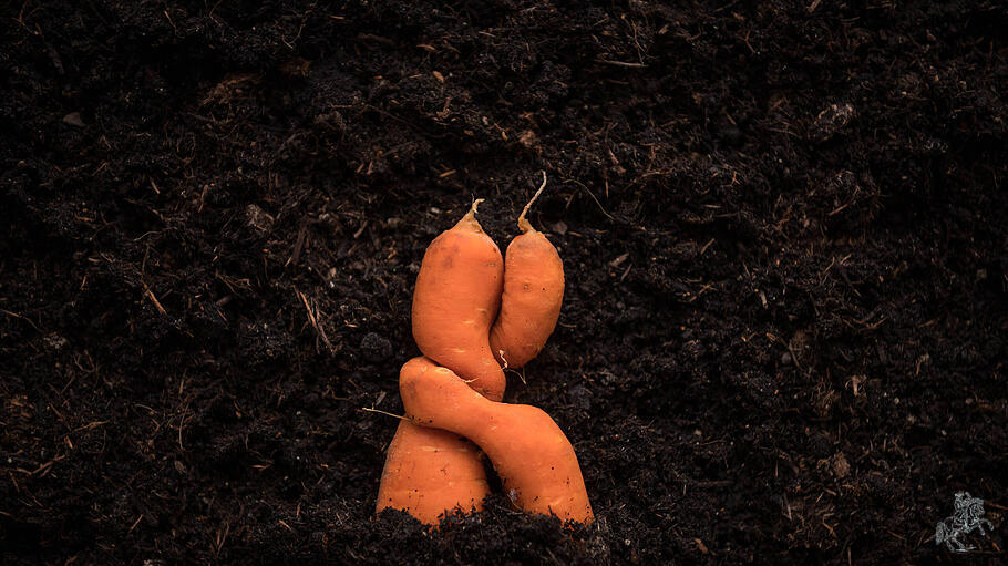 Zwei zusammengewachsene Gelbe Rüben