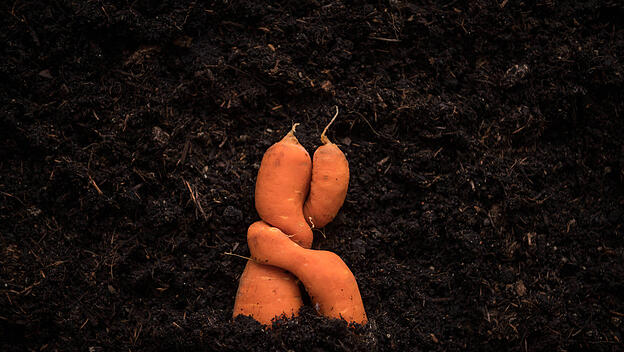 Zwei zusammengewachsene Gelbe Rüben