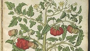 Die Tomatenpflanze war damals noch kein Balkongewächs, ihre Früchte gehörten nicht zur Alltagsküche. Abbildung aus dem Öllinger Pflanzenbuch von 1553.