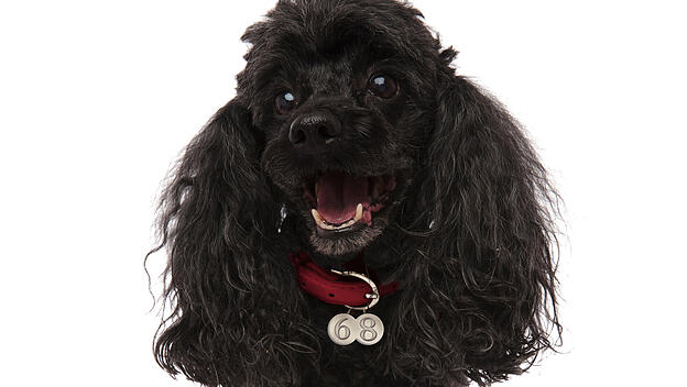 happy black poodle is panting with mouth open