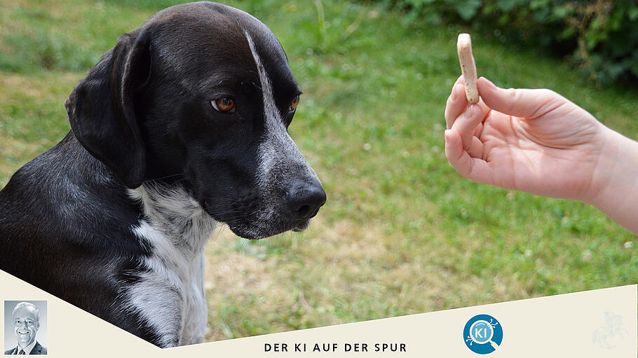 Prompten in der Dressur