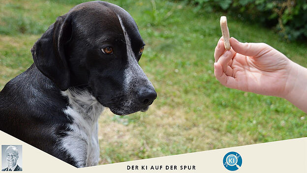 Prompten in der Dressur
