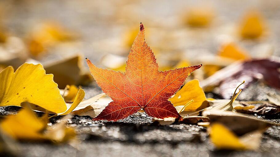 Herbst - Bunte Blätter