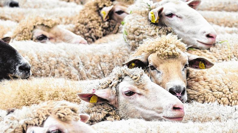 Zahl der Schafe in Thüringen sinkt