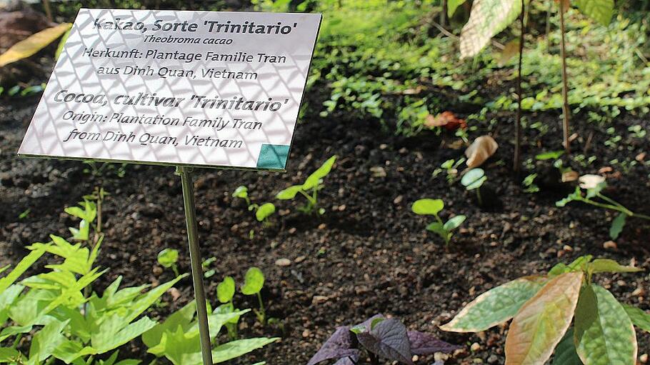 Kakaopflanzen auf einer Plantage