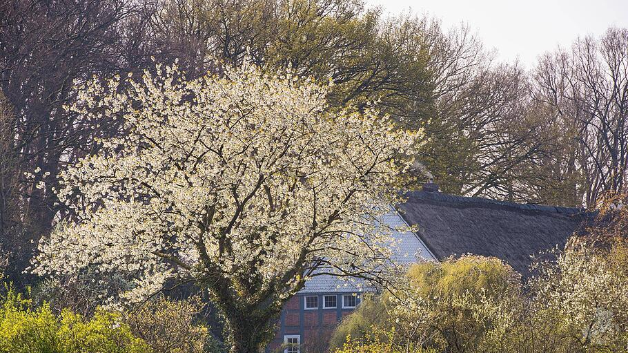 Blühender Kirschbaum vor einem Bauernhof