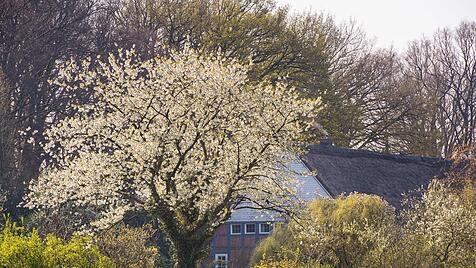 Bl&uuml;hender Kirschbaum vor einem Bauernhof